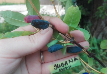 Söödav kuslapuu ‘Jugana’ (Lonicera caerulea var. edulis)