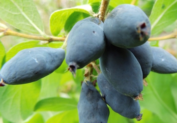 Söödav kuslapuu Leningradski Velikan (Lonicera caerulea var. edulis)