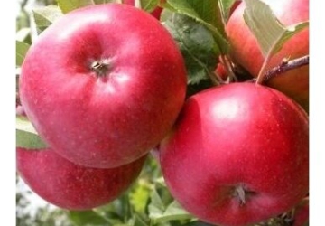 Aed-õunapuu 'Alva' (Malus domestica Borkh.)