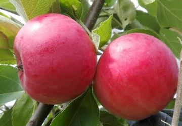 Aed-õunapuu 'Geneva Early' (Malus domestica Borkh.)