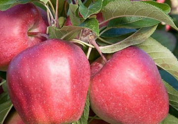 Aed-õunapuu ‘Gloster’ (Malus domestica Borkh.)
