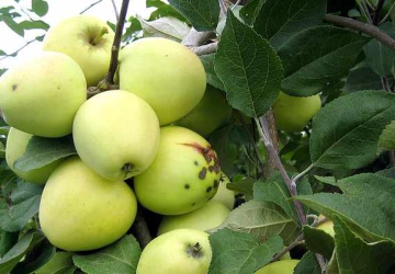 Aia Puukool - Aed-õunapuu 'Pärnu tuviõun' (Malus domestica Borkh.)