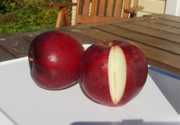 Aed-õunapuu ‘Roberts’ (Malus domestica Borkh.)