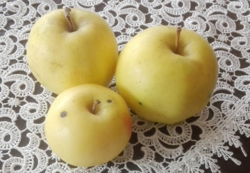 Aed-õunapuu ‘Tellissaare’ (Malus domestica Borkh.)