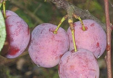 Aed-ploomipuu ‘Märjamaa’ (Prunus domestica)